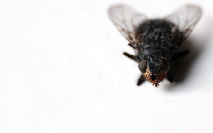 Canon 24-70 f/4 L IS USM in action - Macro Mode